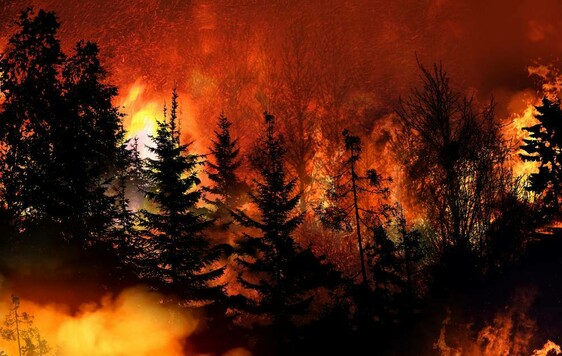 A wildfire burning through a forest